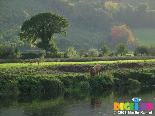 24140 Cows at river